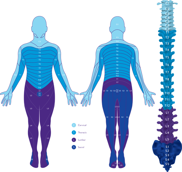 body zone diagram