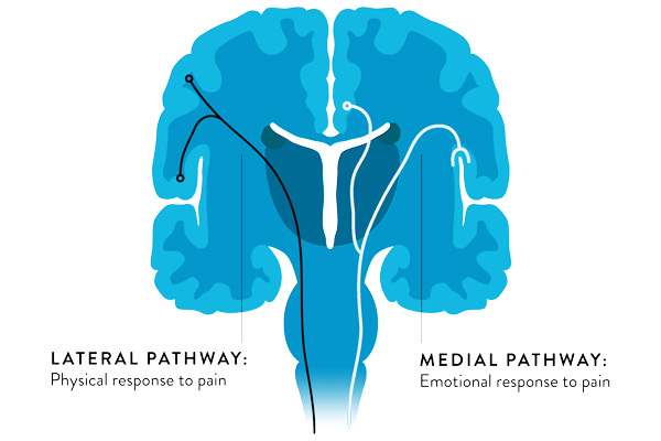 PXR pathway graphic